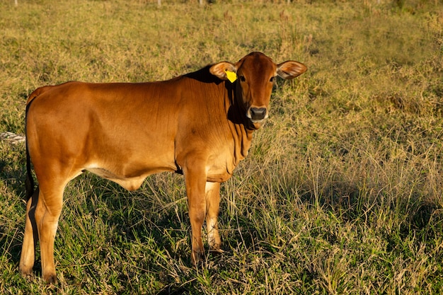 Photo nelore cattle in the pasture