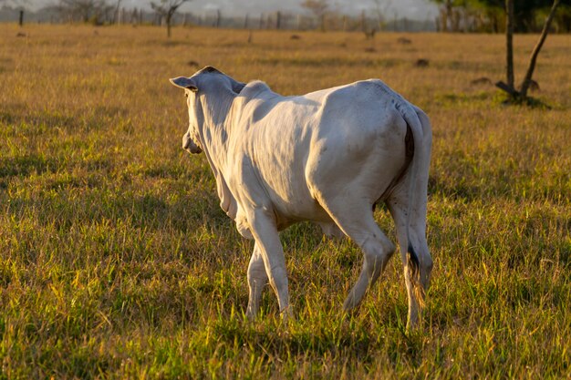 Nelore cattle walking on the farm's pasture