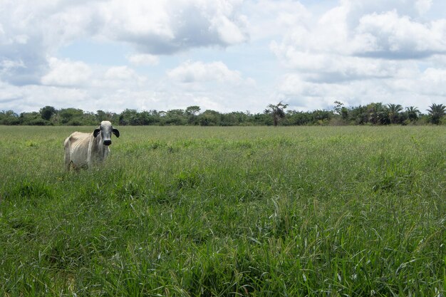 Nelore cow a big green pasture in sunny day