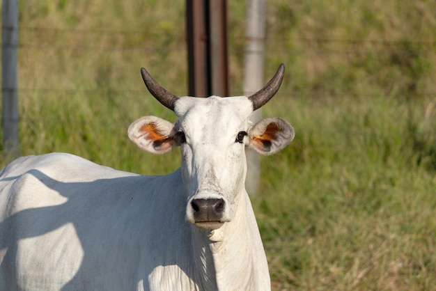 Nelore Cow in field 방목하는 녹색 잔디 선택적 초점