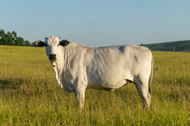 Nelore cow on pasture with blue sky