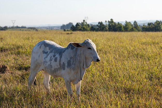 Nelore cow with spots on pasture