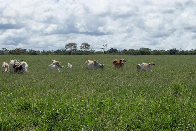 Nelore cows a big green pasture in sunny day