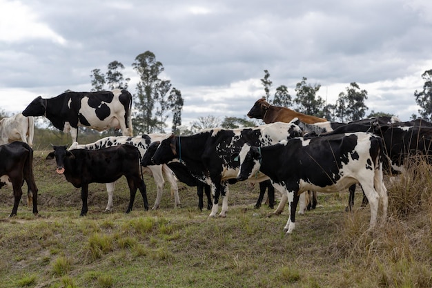 Nelore Cows in a field grazing Green grass Selective focus