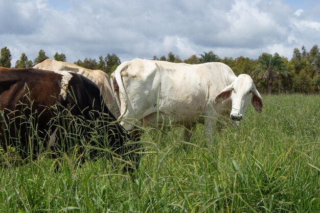 Foto nelore koeien een groene weide in zonnige dag