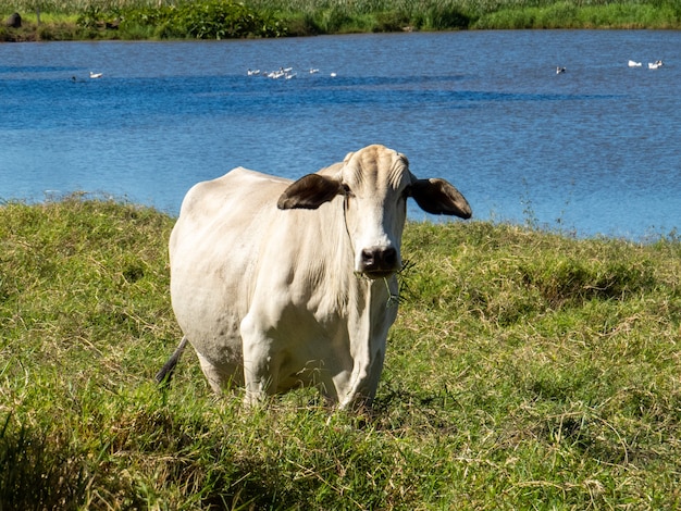 Nelore-runderen in de wei bij het meer