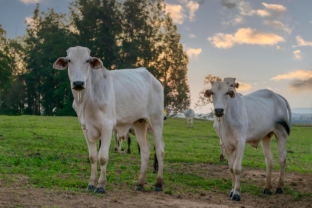 Nelore-runderen op de boerderij bij zonsondergang