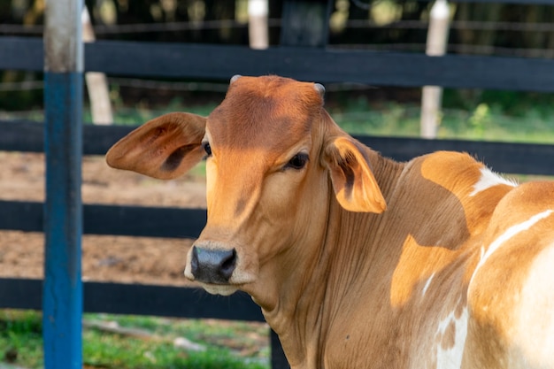 Nelore vee in de kraal