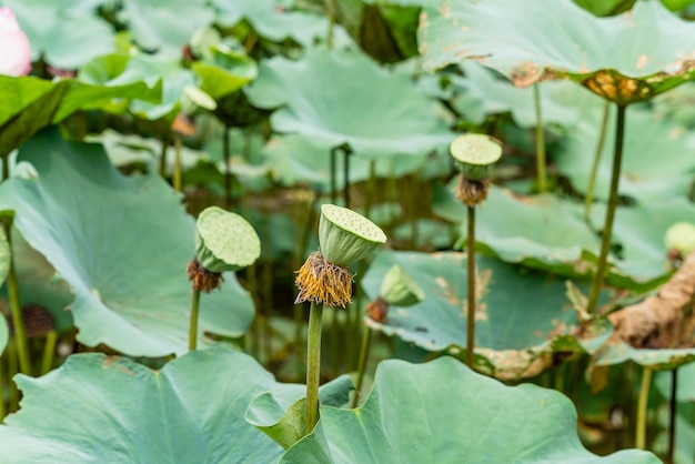 인도 연꽃 신성한 연꽃 또는 단순히 연꽃으로도 알려진 Nelumbo nucifera