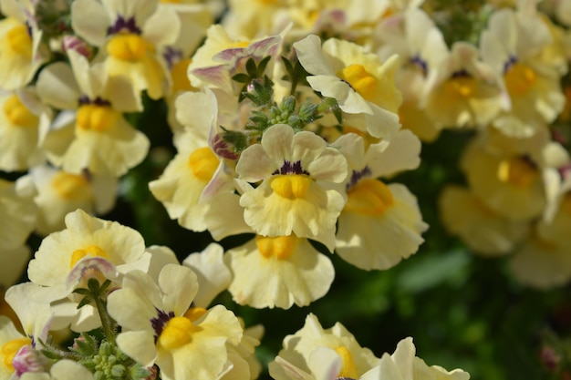 ネメシア (Nemesia) - 紫色の花の中心部に紫色のスプラッシュが付いている美しい黄色い花