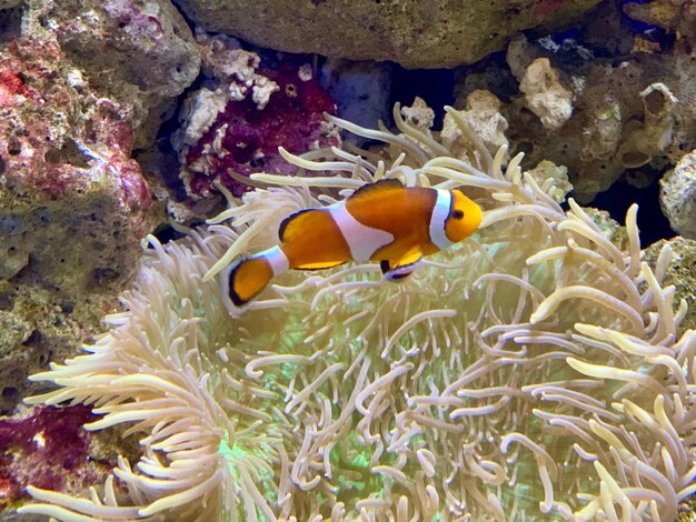 Foto nemo il pesce