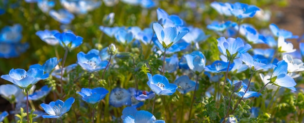 Nemophila baby blauwe ogen bloemen bloemenveld blauw bloementapijt