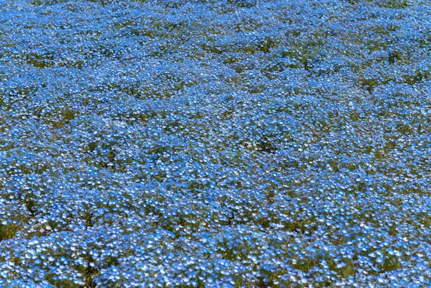 Nemophila baby blauwe ogen bloemen bloemenveld blauw bloementapijt