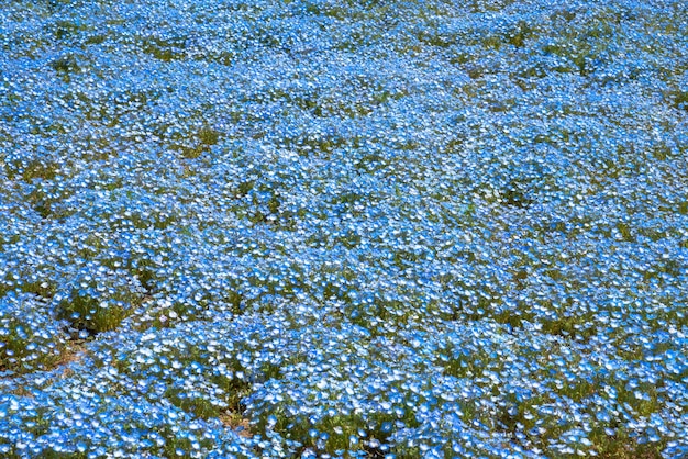 Nemophila baby blauwe ogen bloemen veld blauw bloementapijt