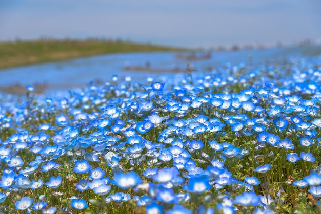Немофилы детские голубые глаза цветы цветочное поле синий цветок ковер