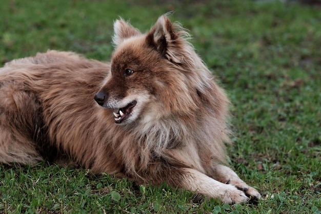 Nenets hoeden laika hond rustend liggend op het groene gras