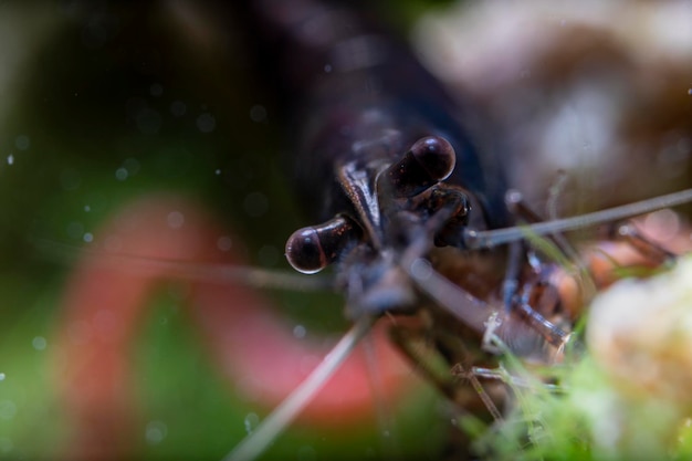 Photo neocaridina shrimp