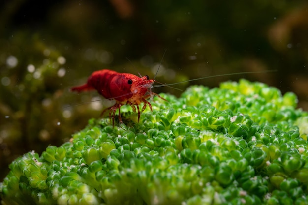 写真 ネオカリディナ (neocaridina)