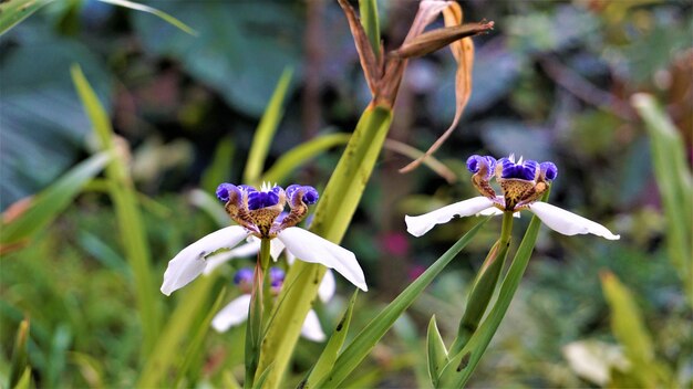 Neomarica gracilis ook bekend als Braziliaanse wandelende iris of lelie Trimezia Marica Cypella