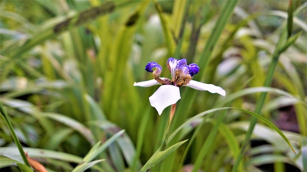 Neomarica gracilis ook bekend als Braziliaanse wandelende iris of lelie Trimezia Marica Cypella