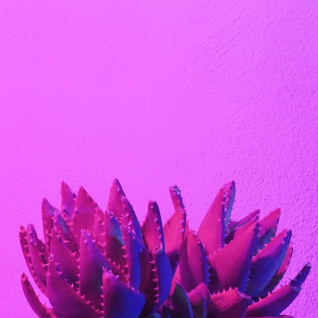 Neon pink violet cactus cactus minimal art cactus fashion concept