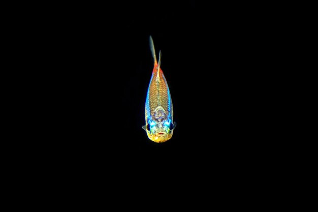 Photo neon tetra tropical fish paracheirodon innesi