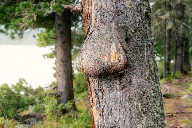 neoplasm or burl on the trunk of a pine tree in the forest The concept of nature health and forestry and wood quality