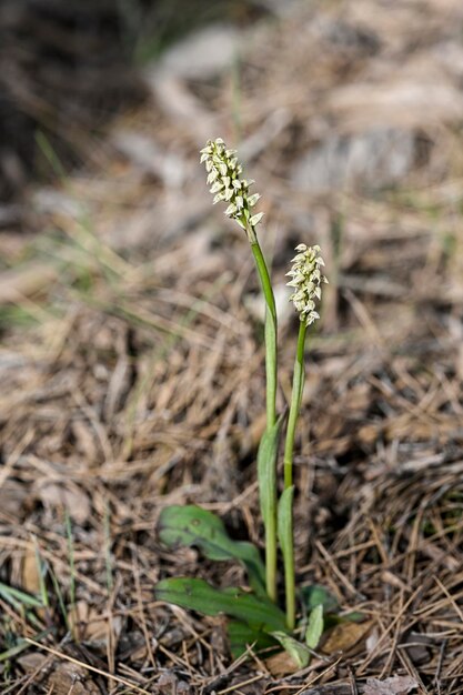 Neotinea maculata — вид орхидей подсемейства Orchidoideae.