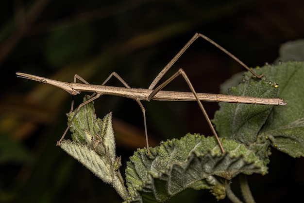 Neotropical Stick Grasshopper