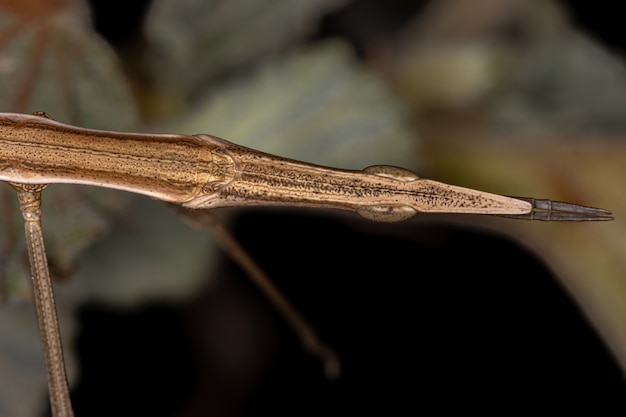 Neotropische stoksprinkhaan van de familie Proscopiidae