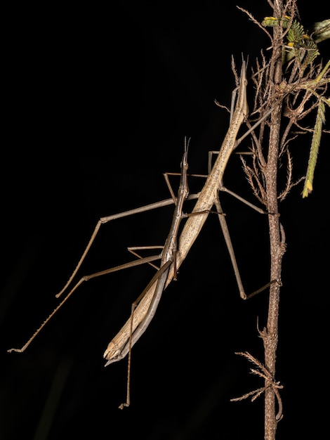 Foto neotropische stoksprinkhaan