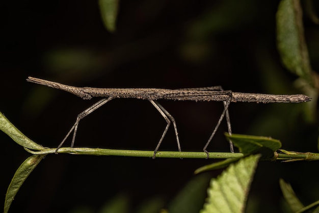 Neotropische stoksprinkhaan