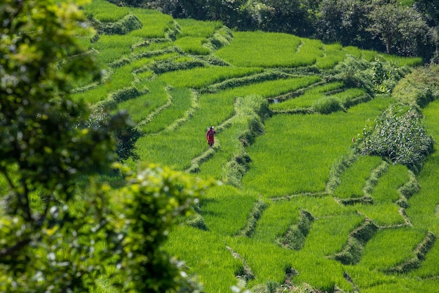 Nepalese farmer walking along the rice field