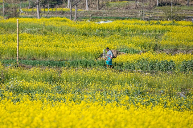 Nepalese farmer walking back home after working in the mustard field
