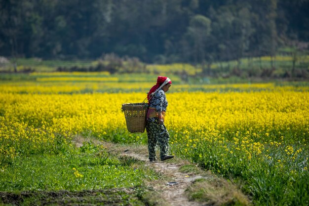 Photo nepalese farmer working in the mustard field