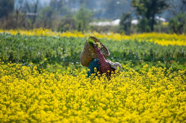 Nepalese farmer working in the mustard field