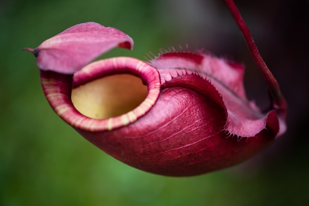 Nepenthes also called tropical pitcher plants in garden.