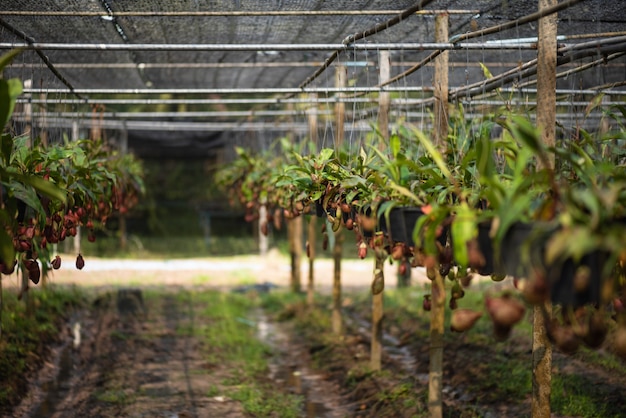 Nepenthes ha anche chiamato piante di brocca tropicale o tazze di scimmia nella fattoria.