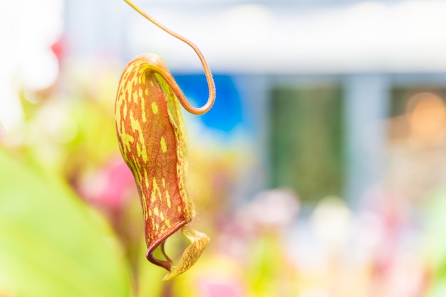 Nepenthes ampullaria, een vleesetende plant in een botanische tuin. Kopieer ruimte