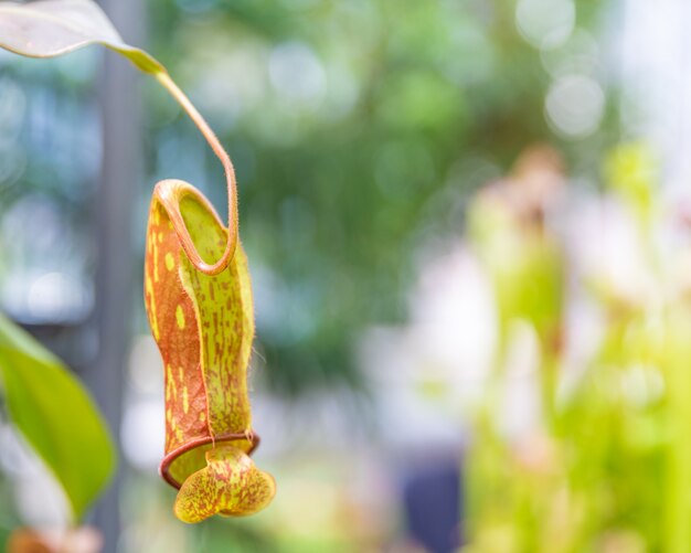 Nepenthes ampullaria, een vleesetende plant in een botanische tuin