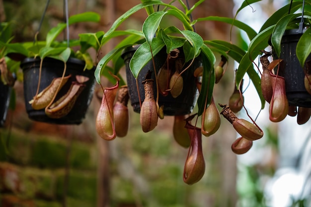 Nepenthes 육식성 열대 식물은 온실에 있는 나무에 매달린 흐릿한 배경에 선택적 초점을 맞춥니다. 사진은 식물원에서 촬영되었습니다. 모스크바, 러시아.