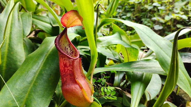 Nepenthes in tropische regenwoudtuin.