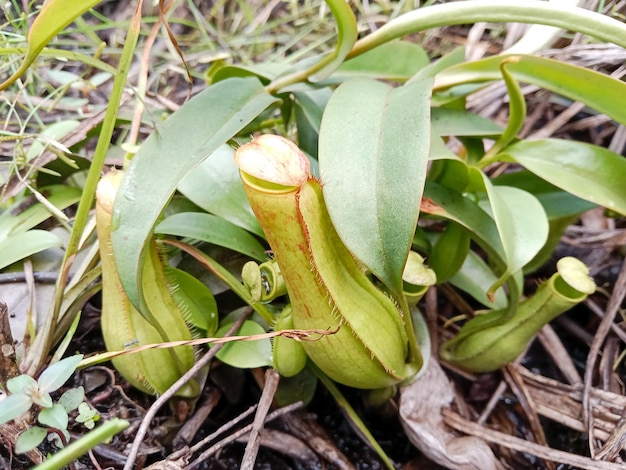 Nepenthes, is a genus of carnivorous plants, also known as tropical pitcher plants, or monkey cups o