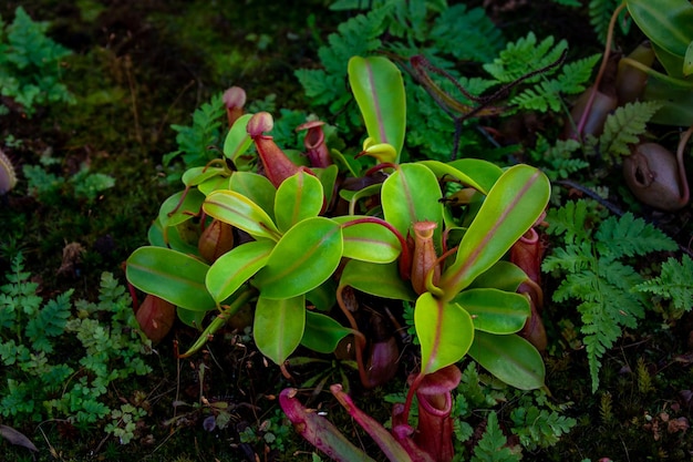 Nepenthes는 단형 Nepenthes 가족 근접 촬영의 육식 식물의 속입니다