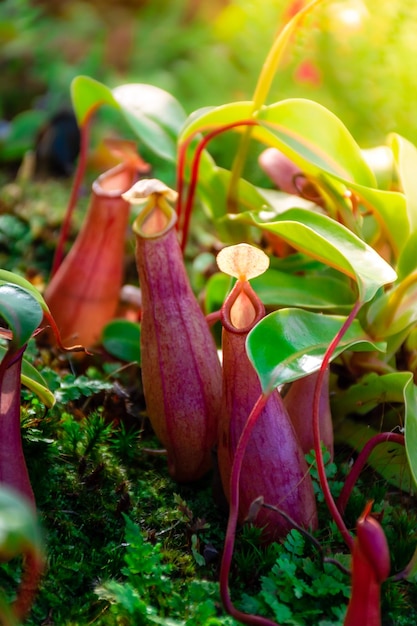 Nepenthes is a genus of predatory plants of the monotypic Nepenthes family closeup