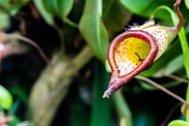 Nepenthes of vleesetende planten met vage groene bladeren