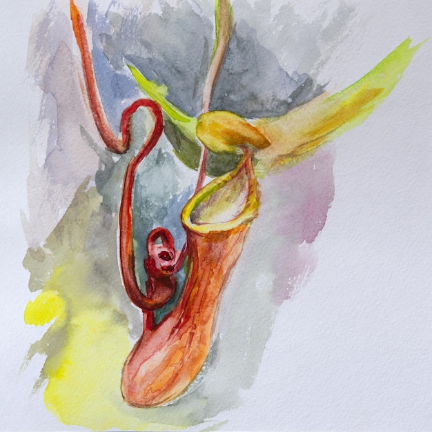 Nepenthes or pitcher carnivorous plant watercolor Beautiful illustration of a predatory  plant