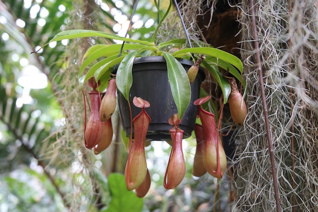 Nepenthes Tenax 육식 식물 배경