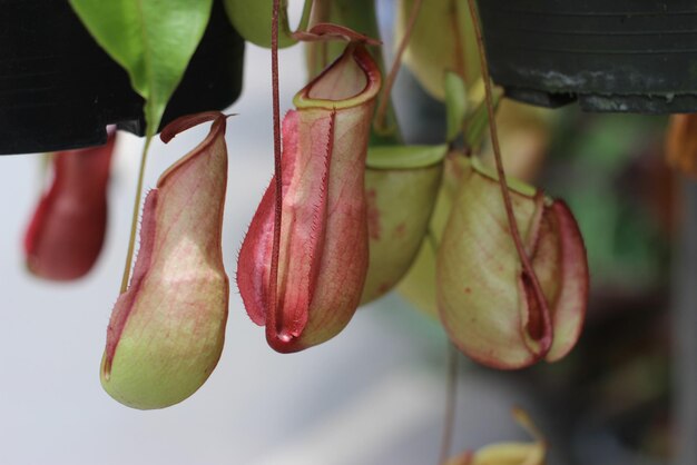 Photo nepenthes tree tropical pitcher plants growth in nature