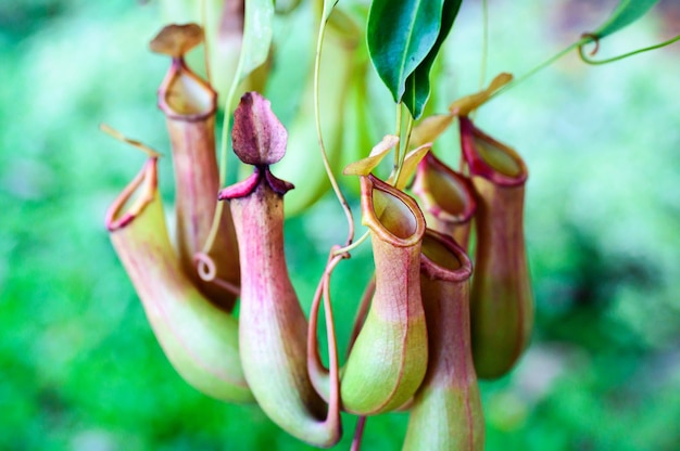 Foto nepenthes vleesetende planten op groene achtergrond